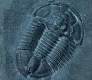 trilobite