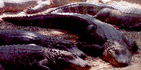 alligator