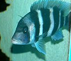 Aquarium